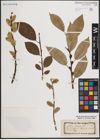 Foto von Salix caprea L.